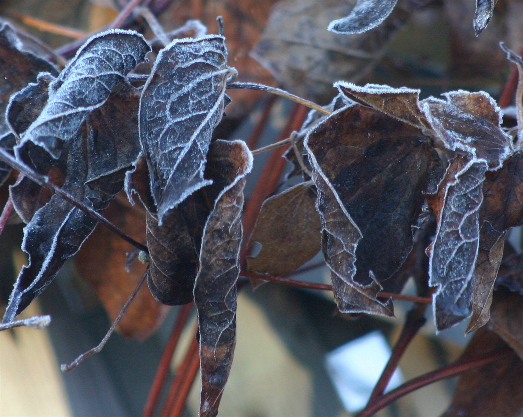 clematis_leaves_frost