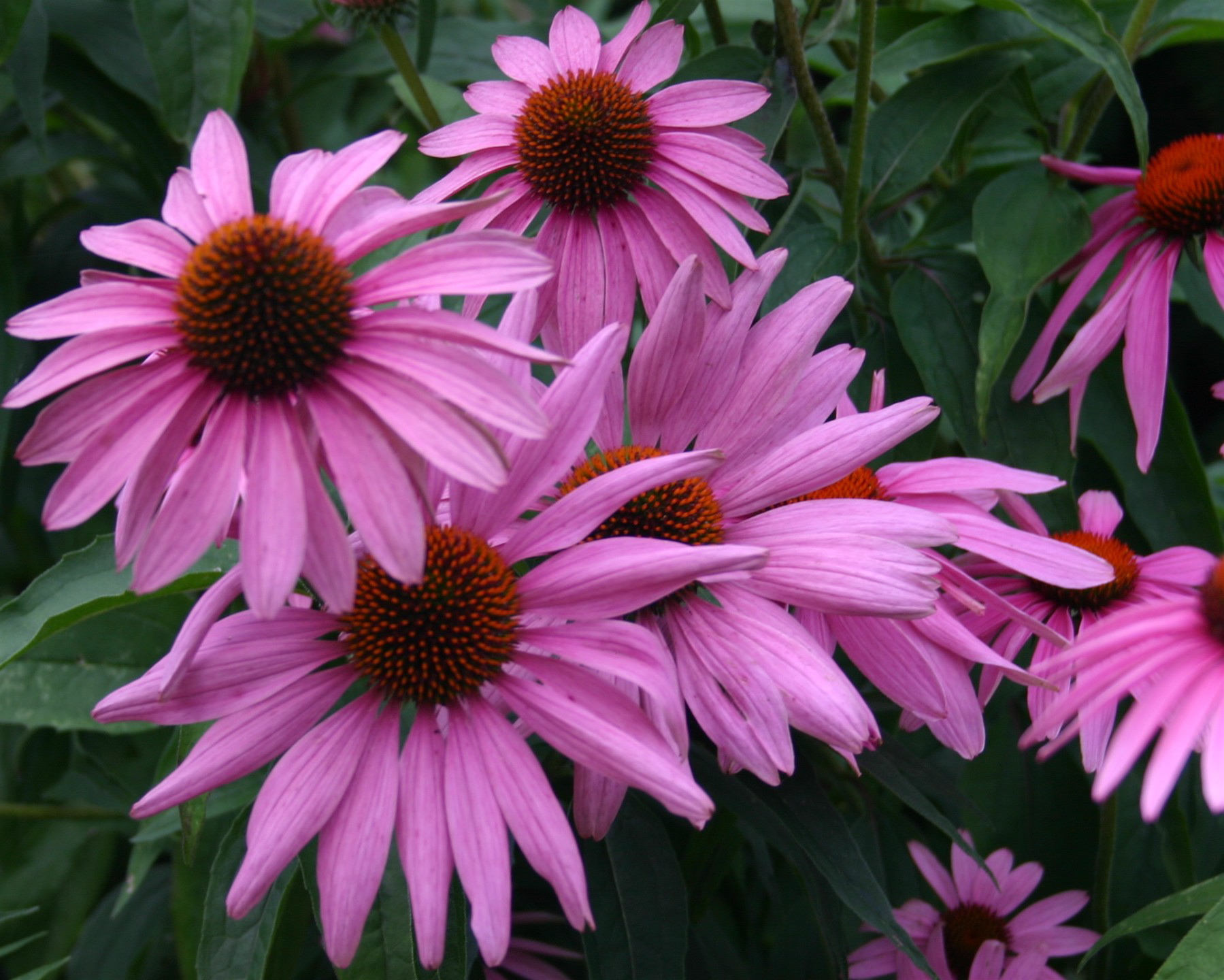 echinacea