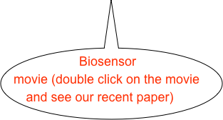 Biosensor movie (double click on the movie and see our recent paper)